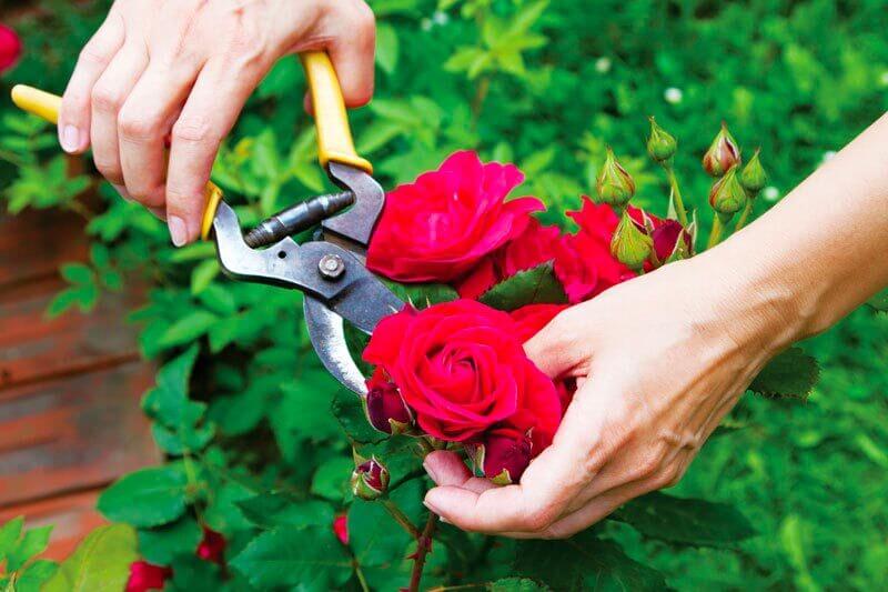 cách chăm sóc hoa hồng trong chậu